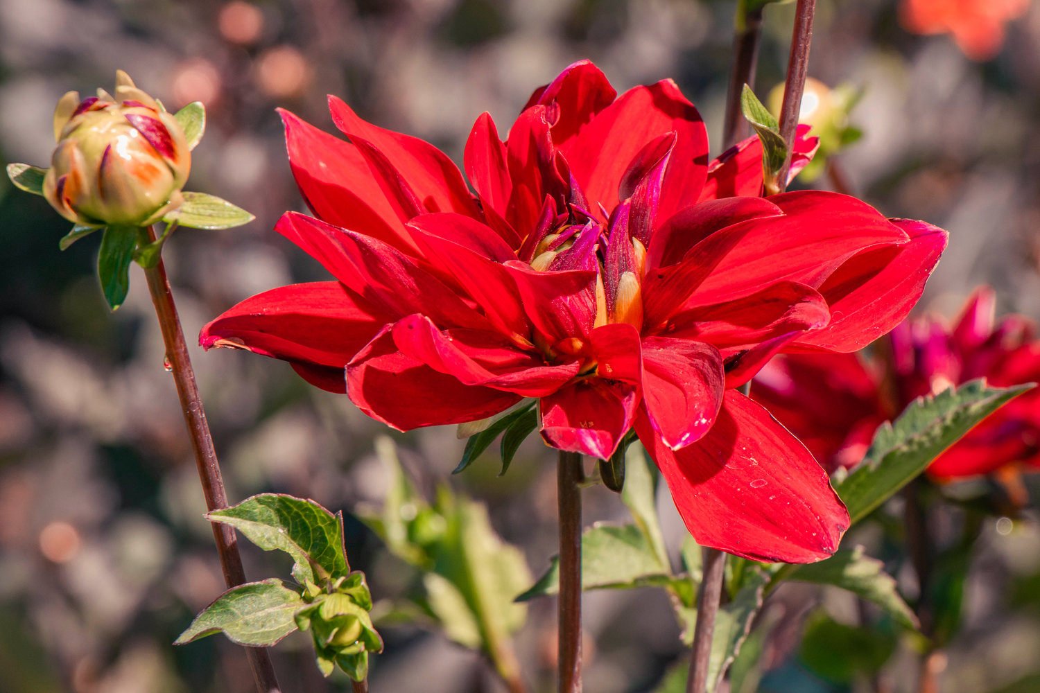 A blooming Dahlia flower basks in the sun at Foggy 48 Farms in Rochester on Tuesday.