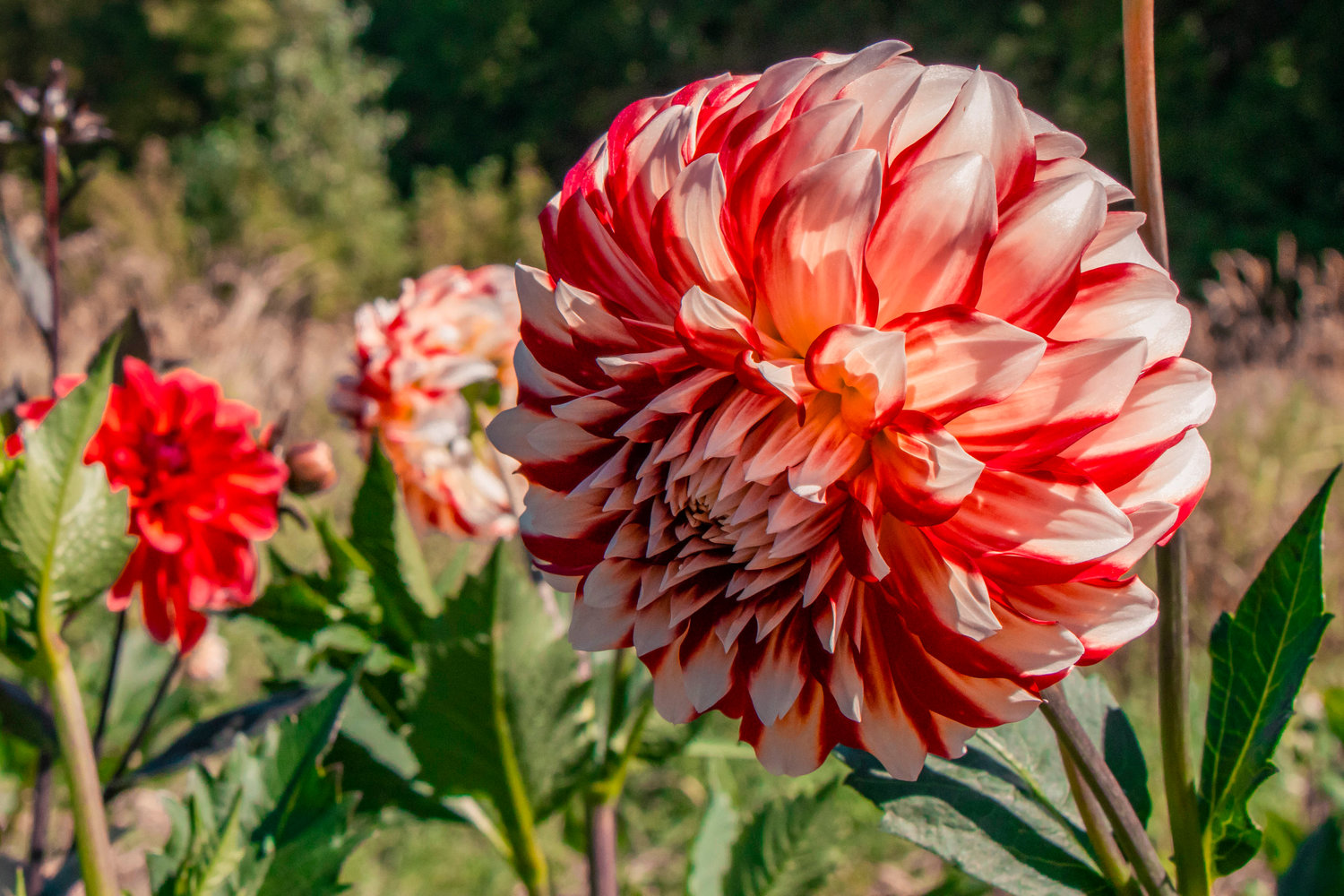 A Dahlia flower is on display at Foggy 48 Farms in Rochester on Tuesday.