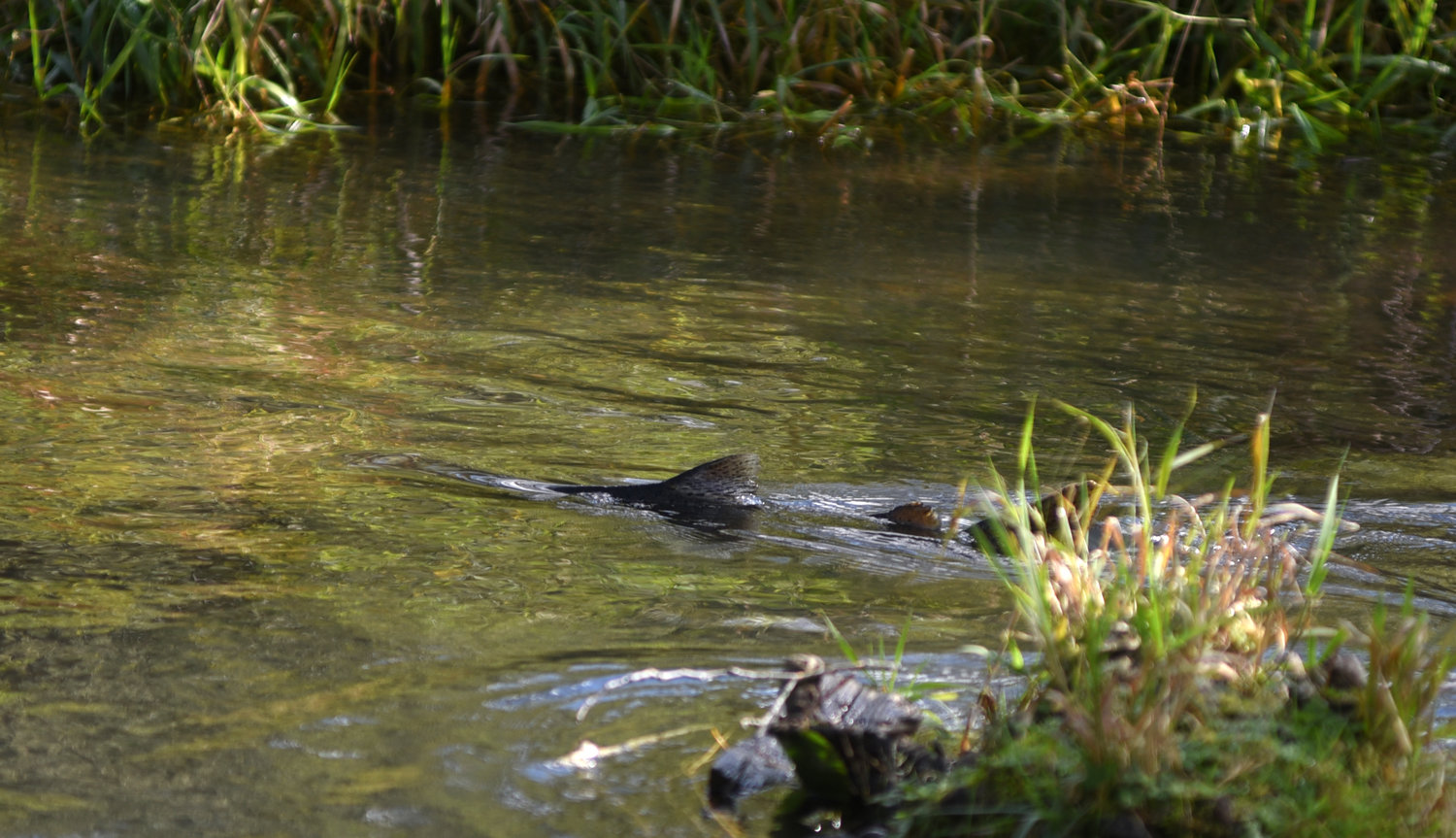 FILE PHOTO — A salmon breaks the surface of the Skookumchuck River near the Skookumchuck Hatchery.