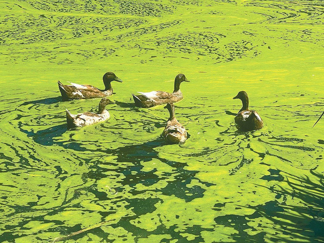 Ducks enjoy Cochrane Memorial Park’s fishing pond near the new story trail.