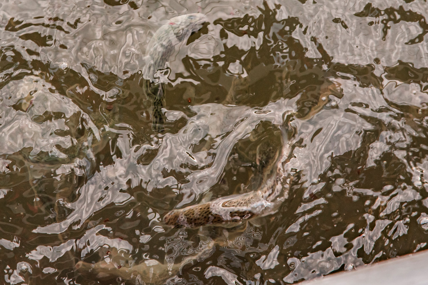Salmon swim under the water's surface inside a rearing pond at the Skookumchuck Dam in Thurston County in this file photo.