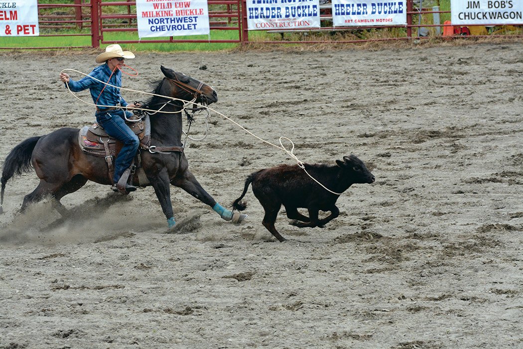 A cowboy ropes a calf during the calf-roping event on June 4 at the Roy Pioneer Rodeo.