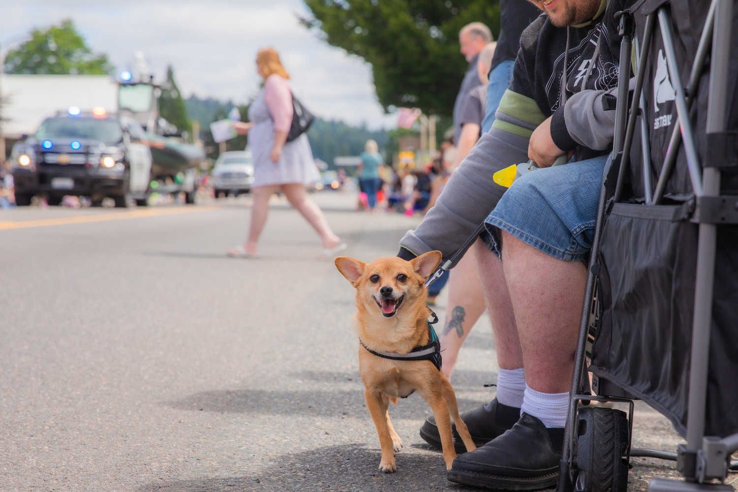 Dogs watch as the Oregon Trail Days parade rolls through downtown Tenino Saturday morning.