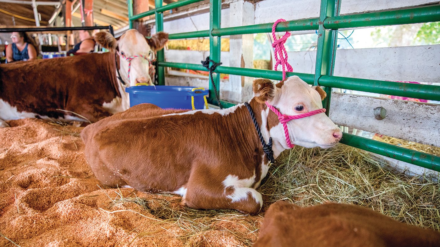 Poppyseed and Saffron, from Oak Hill Herefords in Rainier, rest in the shade during the Thurston County Fair on Thursday, July 28.