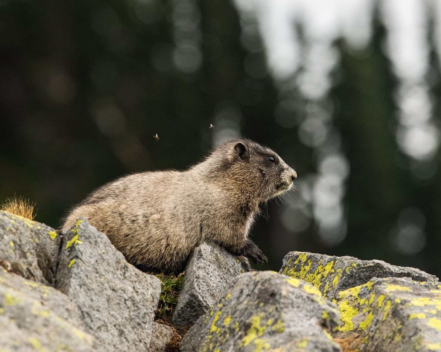 A hoary marmot is visited by flies while sitting on a rock in the Paradise area of Mount Rainier Wednesday afternoon.