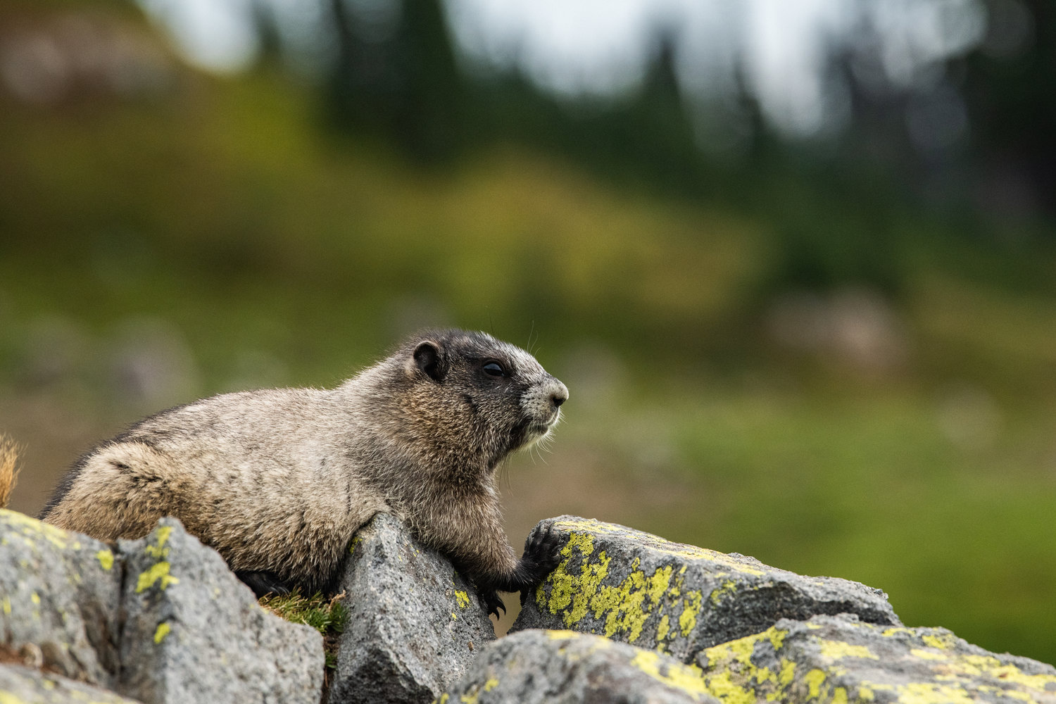 A marmot on a rock looks toward the Tatoosh Mountain Range from Paradise, Mount Rainier Wednesday afternoon.