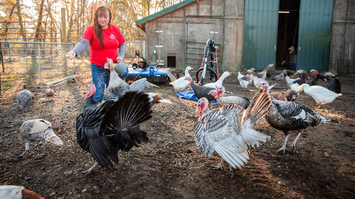 Teva Youngblood feeds geese, turkeys, ducks and peacocks at Twisted Holly Ranch in Rochester.