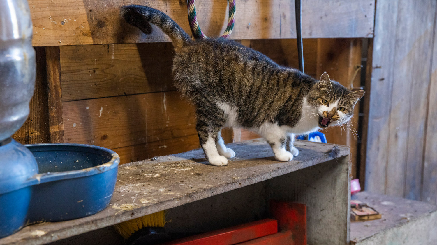A barn cat named BC meows to visitors at Twisted Holly Ranch in Rochester on Thursday.