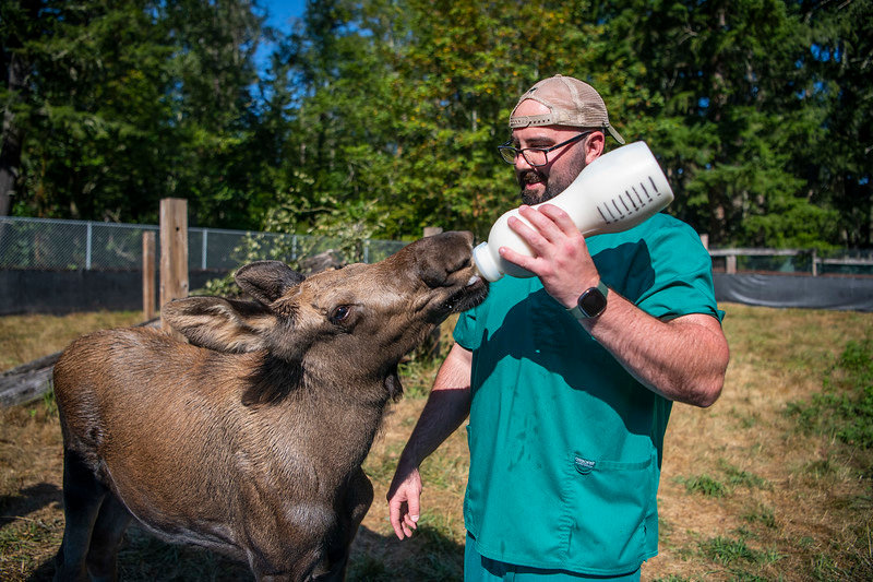 Northwest Trek Wildlife Park keeper Jordan Bednarz feeds Luna.
