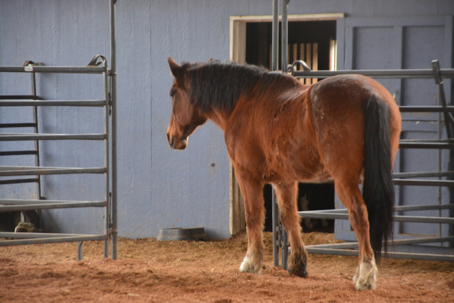 Remington is one of several horses at Hope for Heroes.