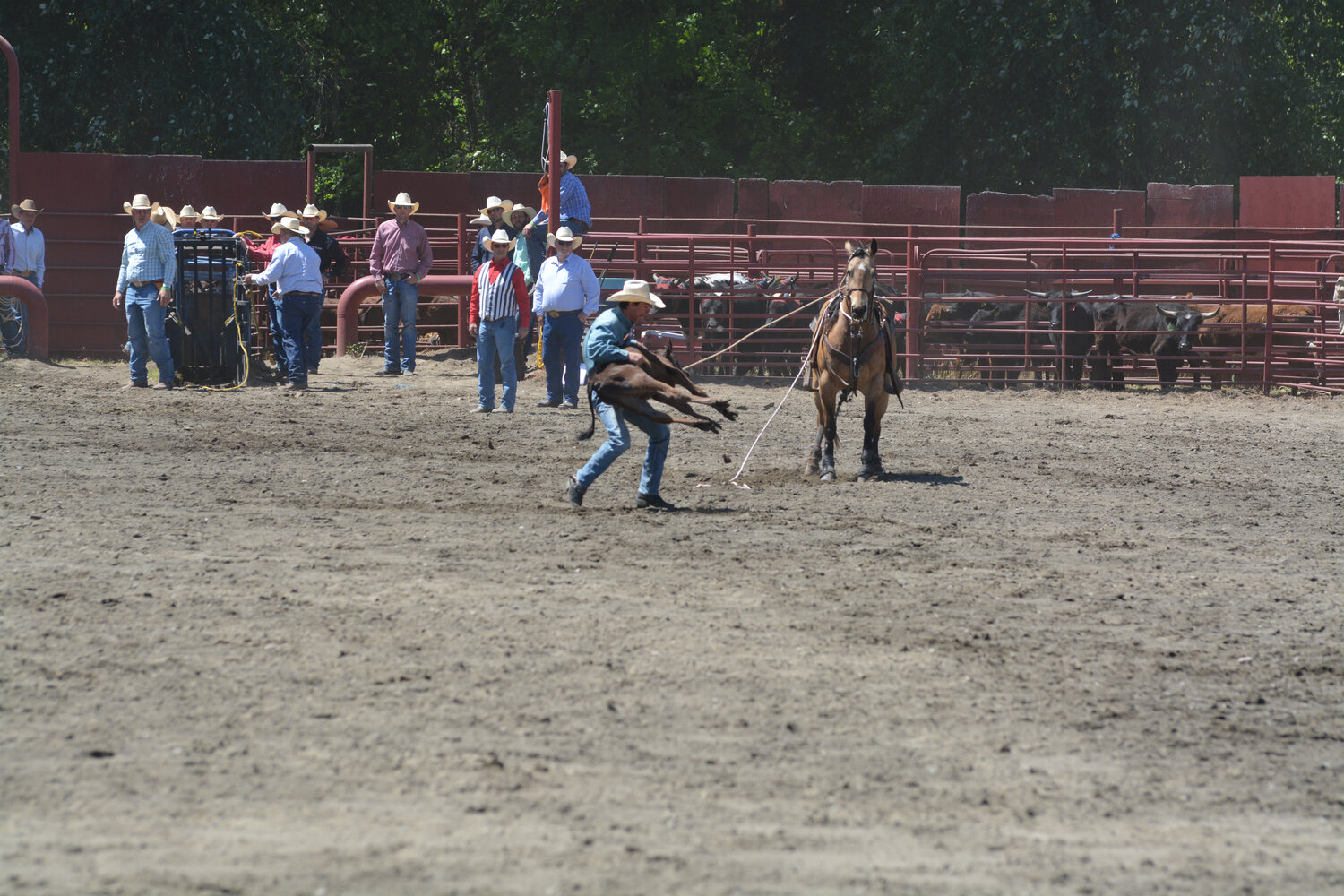 A cowboy picks up a calf during the tie-down roping competition at the Roy Pioneer Rodeo on June 4.