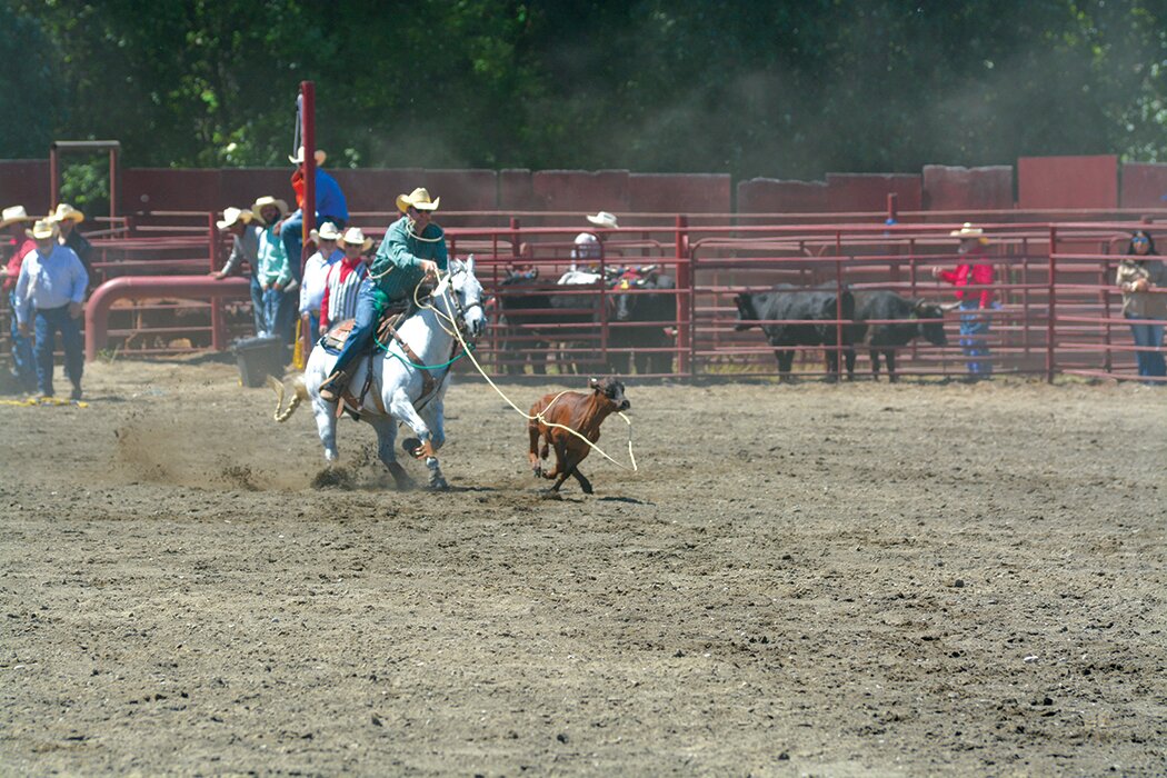 A cowboy throws his lasso onto a calf during the tie-down roping competition at the Roy Pioneer Rodeo on Sunday, June 4.