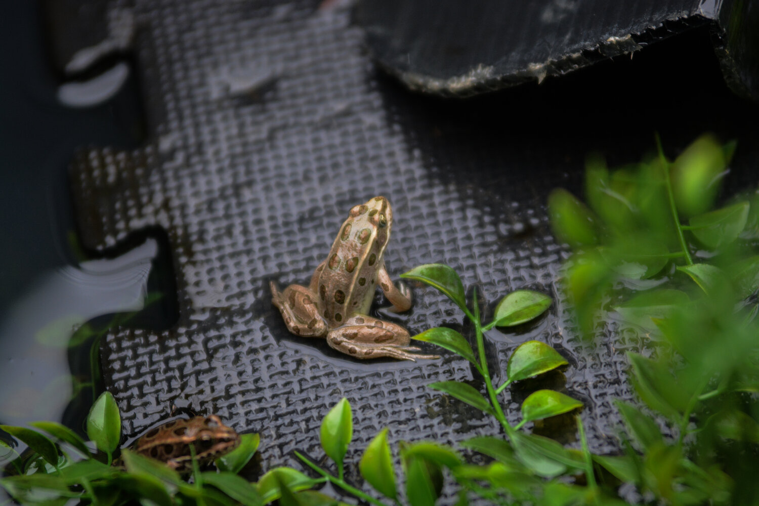 Over 50 northern leopard frogs were observed for weight, measurements and tagging on Aug. 9 at Northwest Trek in Eatonville.