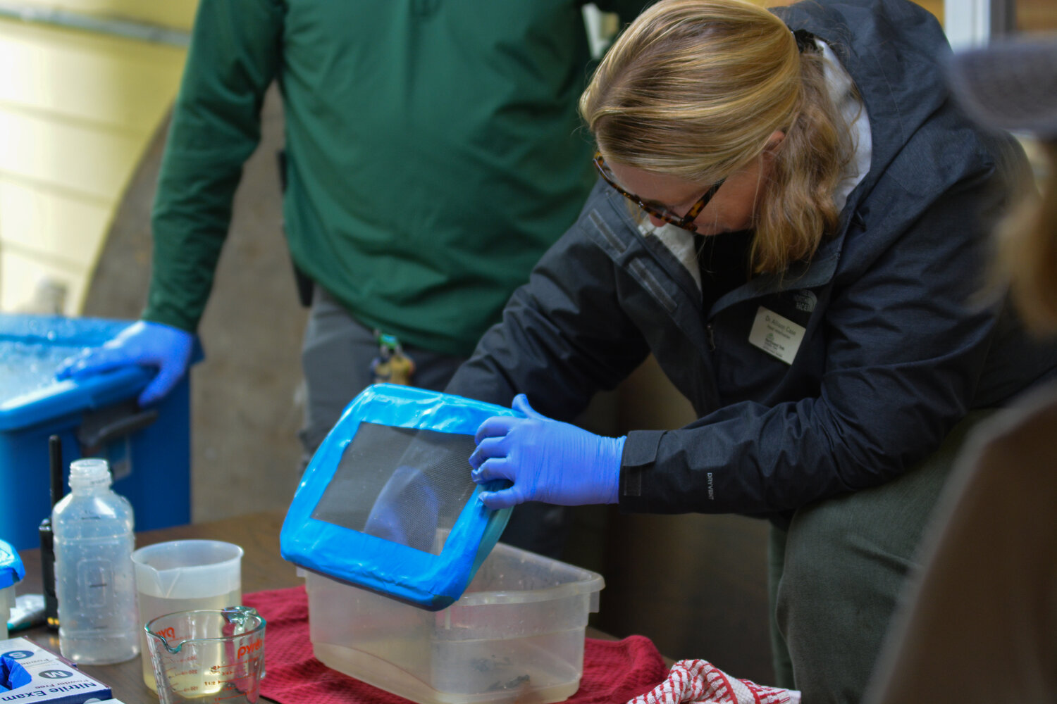 Dr. Allison Case, head veterinarian at Northwest Trek, prepares a northern leopard frog to be tagged.