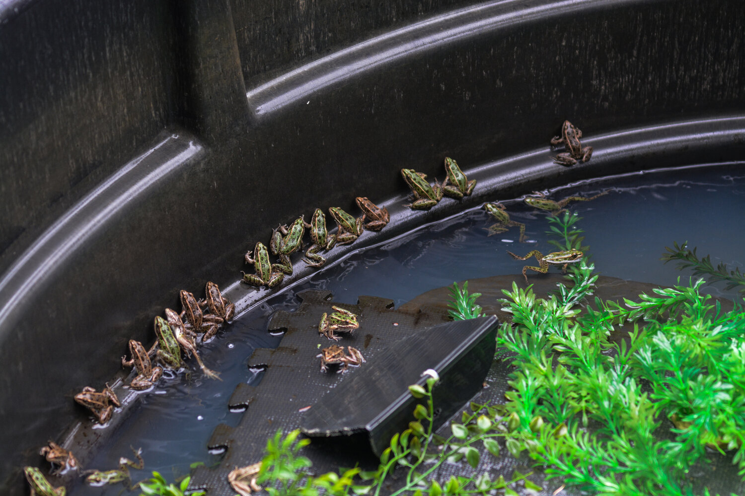 Over 20 Northern Leopard Frogs are shown in one of several controlled enviornment areas where the frogs currently reside at Northwest Trek in Eatonville on Aug. 9.