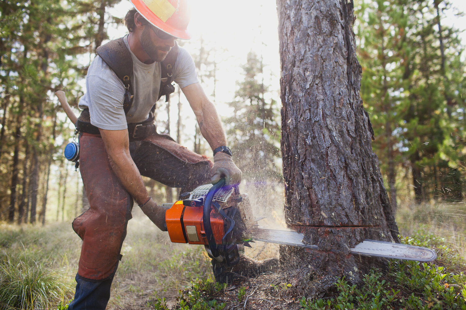 USA, Montana, Lakeside, lumberjack felling tree